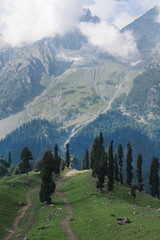 Fototapeta na wymiar Summer landscape, forests with mountain in Sonamarg, Jammu and Kashmir in India