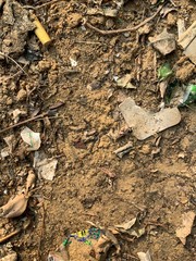 dry leaves on the ground