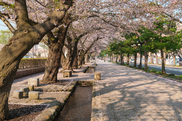 【青森県十和田市】十和田市官庁街通りの桜並木