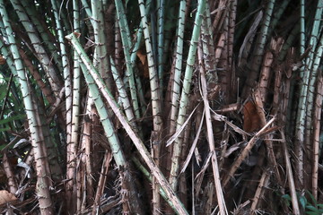 branches of a tree