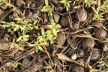 young plants in the garden