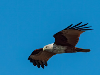 The Brahminy Kite (Haliastur indus) is one of the medium-sized raptors (birds of prey), with a white head and breast whereas the rest of its body is a striking chestnut brown.