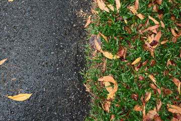 autumn leaves on the ground