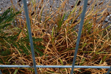 Obraz premium closeup of grass