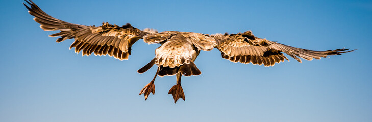Taking off of a pacific seagull