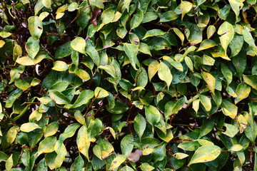 green leaves background