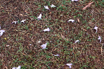 grass and flowers