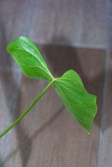  Green leaf inside housing, ornamental plant with stone background in Guatemala, interior photo.
