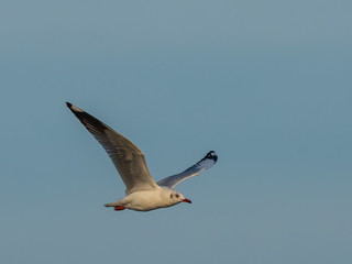 Brown-headed Gull (Chroicocephalus brunnicephalus) in Flight. Non-breeding plumage with only partial marking to the head.