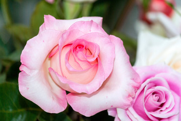 Rose petal detail, romantic floral arrangement made with roses grown in Guatemala, natural and artificial light in vase, home interior.