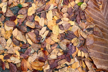 autumn leaves on the ground