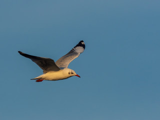 Brown-headed Gull (Chroicocephalus brunnicephalus) in Flight. Non-breeding plumage with only partial marking to the head.