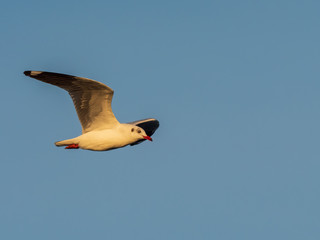 Brown-headed Gull (Chroicocephalus brunnicephalus) in Flight. Non-breeding plumage with only partial marking to the head.