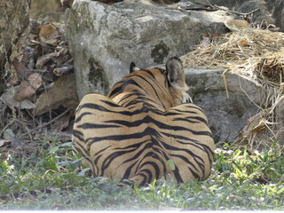 Fototapeta na wymiar Tiger sleep on the ground.