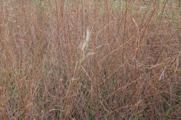 Obraz premium grass in the wind