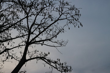 silhouette of a tree
