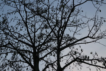 silhouette of a tree