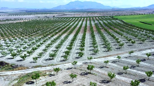 A bery huge field of olive grove plantation in Spain