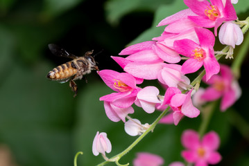 Macro Photo of Honey Bee Flying near the Pink Flowers Isolated on Background