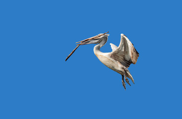 Close up Spot Billed Pelican A bird flying with a branch in its mouth Isolated on Blue Sky with Clipping Path