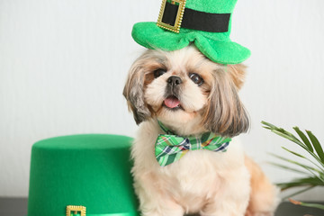 Cute dog with green hat at home. St. Patrick's Day celebration