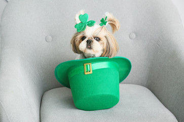 Cute dog with green hat on armchair. St. Patrick's Day celebration
