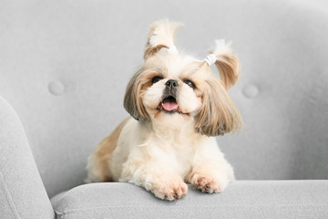 Cute dog lying on armchair