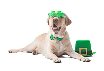 Cute dog with green hat on white background. St. Patrick's Day celebration