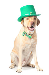 Cute dog with green hat on white background. St. Patrick's Day celebration
