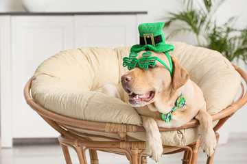 Cute dog with green hat at home. St. Patrick's Day celebration
