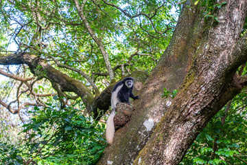 Obraz premium Wild colobus guereza monkey sitting on the branch in tropical forest near city Arusha, Tanzania, Africa