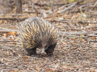 The Short-beaked Echidna (Tachyglossus aculeatus) is covered in fur and spines and has a distinctive with and a specialized tongue, which it uses to catch insect prey at a great speed.