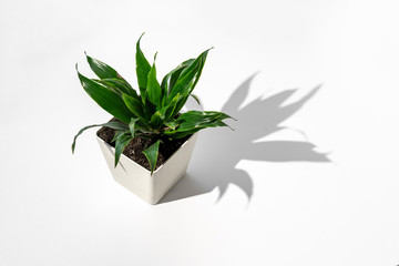 the minimalism trendy conceptual photo of the green home plant on table with harsh shadows