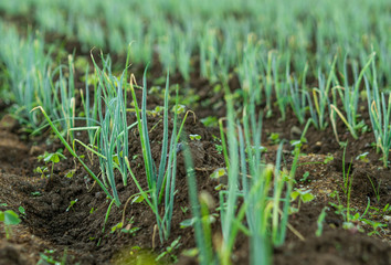 Onion and garlic plantation field  