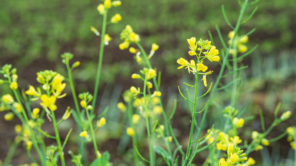 Yellow wildflowers in the plantation