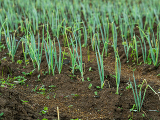 Onion and garlic plantation field  