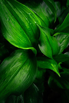 Large foliage of tropical leaf in dark green with rain water drop texture, abstract nature background. spring time.