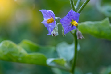 Select focus Close up Thai Eggplant with flower on green leaf and tree with blur background