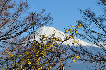   Plums have started to bloom