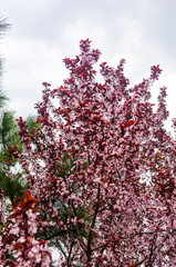 Fototapeta premium Background blooming beautiful pink cherries in raindrops on a sunny day in early spring close up, soft focus