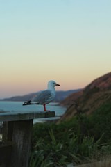 Sea gull sunset 