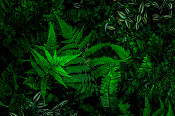 Fototapeta na wymiar ropical leaves,(Fern leaves) green foliage in jungle, nature background