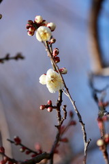   Plums have started to bloom