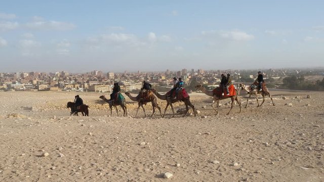 Local Egyptians riding camels through sahara in Cairo. City in background.