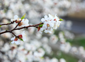 Blossoming cherry trees in spring. Sakura branches with sunlight. Nature background