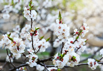 Blossoming cherry trees in spring. Sakura branches with sunlight. Nature background