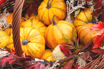 Beautiful ripe pumpkins in a basket. Harvest Festival. Collective farmers autumn harvest. Gorgeous autumn background with pumpkins.