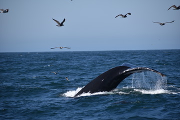 Fototapeta premium Whale's Tail 