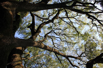 青空に枝を張る大樹