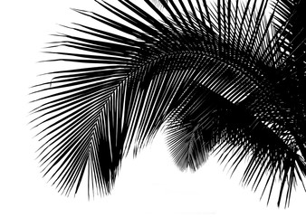 Black palm tree on white background © Unclesam